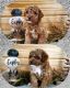 Poodle Puppies for sale in Salem, MO 65560, USA. price: NA