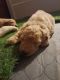 Poodle Puppies for sale in Ironton, MO 63650, USA. price: $1,000