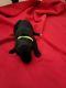 Poodle Puppies for sale in 27960 W Oak Ridge Rd, Kemp, TX 75143, USA. price: $1,200