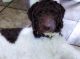 Poodle Puppies for sale in Manchester, CT, USA. price: $650