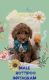 Poodle Puppies for sale in Atlanta, GA 30309, USA. price: $1,500