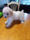 Poodle Puppies for sale in Clermont, FL, USA. price: $800
