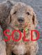 Poodle Puppies for sale in Newberry Springs, CA 92365, USA. price: $800