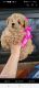Poodle Puppies for sale in Staten Island, NY 10312, USA. price: $2,500