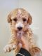Poodle Puppies for sale in Elkhart, IN 46514, USA. price: NA