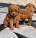 Poodle Puppies for sale in Toronto Paseo, Ontario, CA 91761, USA. price: NA