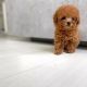 Poodle Puppies for sale in Illinois Medical District, Chicago, IL, USA. price: NA