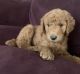 Poodle Puppies for sale in Harper Woods, MI 48225, USA. price: NA