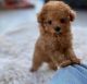 Poodle Puppies for sale in 10118 Avenue J, Brooklyn, NY 11236, USA. price: $800