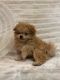 Poodle Puppies for sale in Tin Top, TX 76087, USA. price: NA