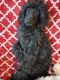 Poodle Puppies for sale in Moreno Valley, CA, USA. price: $1,500