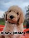 Poodle Puppies for sale in Montgomery, AL, USA. price: $1,500