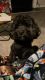 Poodle Puppies for sale in Atlanta, GA, USA. price: $4,000