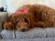 Poodle Puppies for sale in Las Vegas, NV 89108, USA. price: NA