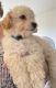 Poodle Puppies for sale in Clermont, FL, USA. price: $800