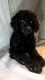 Poodle Puppies for sale in Charlottesville, VA, USA. price: $500