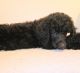 Poodle Puppies for sale in Charlottesville, VA, USA. price: $700