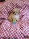 Poodle Puppies for sale in Splendora, TX, USA. price: $1,200