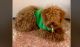 Poodle Puppies for sale in Pembroke Pines, FL, USA. price: $4,500