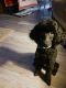 Poodle Puppies for sale in Palm Coast, FL, USA. price: $1,200