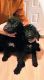 Poodle Puppies for sale in Fort Washington, MD, USA. price: $50,000