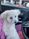 Poodle Puppies for sale in Moreno Valley, CA, USA. price: $400