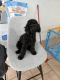 Poodle Puppies for sale in Hialeah, FL, USA. price: $2,000