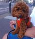 Poodle Puppies for sale in Miami, FL, USA. price: $500