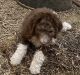 Poodle Puppies for sale in Catawba, SC 29704, USA. price: $350