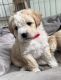Poodle Puppies for sale in Sacramento, CA, USA. price: $1,300