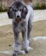 Poodle Puppies for sale in Camden, MI 49232, USA. price: NA