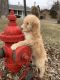 Poodle Puppies for sale in Richmond, IL 60071, USA. price: $1,200