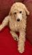 Poodle Puppies for sale in Portsmouth, VA, USA. price: NA