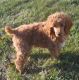 Poodle Puppies for sale in Neosho, MO 64850, USA. price: NA