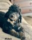 Poodle Puppies for sale in Naples, FL, USA. price: NA