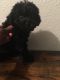 Poodle Puppies for sale in Fort Worth, TX, USA. price: $900
