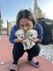 Poodle Puppies for sale in San Bernardino, CA, USA. price: $350