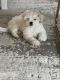 Poodle Puppies for sale in Sterling Heights, MI, USA. price: $800