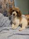 Poodle Puppies for sale in Eustace, TX 75124, USA. price: NA