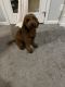 Poodle Puppies for sale in Selma, NC, USA. price: $1,000