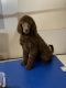 Poodle Puppies for sale in Greensboro, NC, USA. price: NA