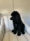Poodle Puppies for sale in Greensboro, NC, USA. price: NA