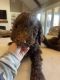 Poodle Puppies for sale in Olive Branch, MS 38654, USA. price: $700