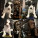 Poodle Puppies for sale in New York, NY, USA. price: $2,000
