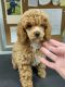 Poodle Puppies for sale in Tustin, CA, USA. price: $2,800