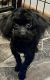 Poodle Puppies for sale in New York, NY, USA. price: $650
