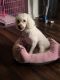 Poodle Puppies for sale in Houston, TX 77063, USA. price: $100