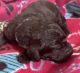 Poodle Puppies for sale in Lehigh Acres, FL 33974, USA. price: NA