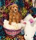 Poodle Puppies for sale in Rogers City, MI 49779, USA. price: NA