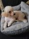 Poodle Puppies for sale in Pampa, TX 79065, USA. price: NA